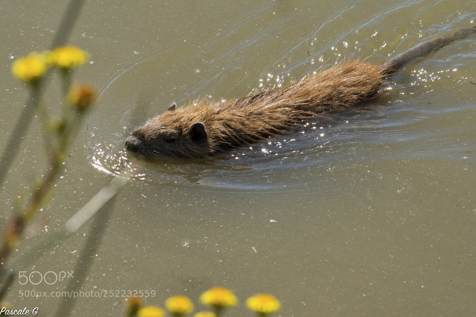 Nikon D7100 sample photo. Bank pest: coypu photography