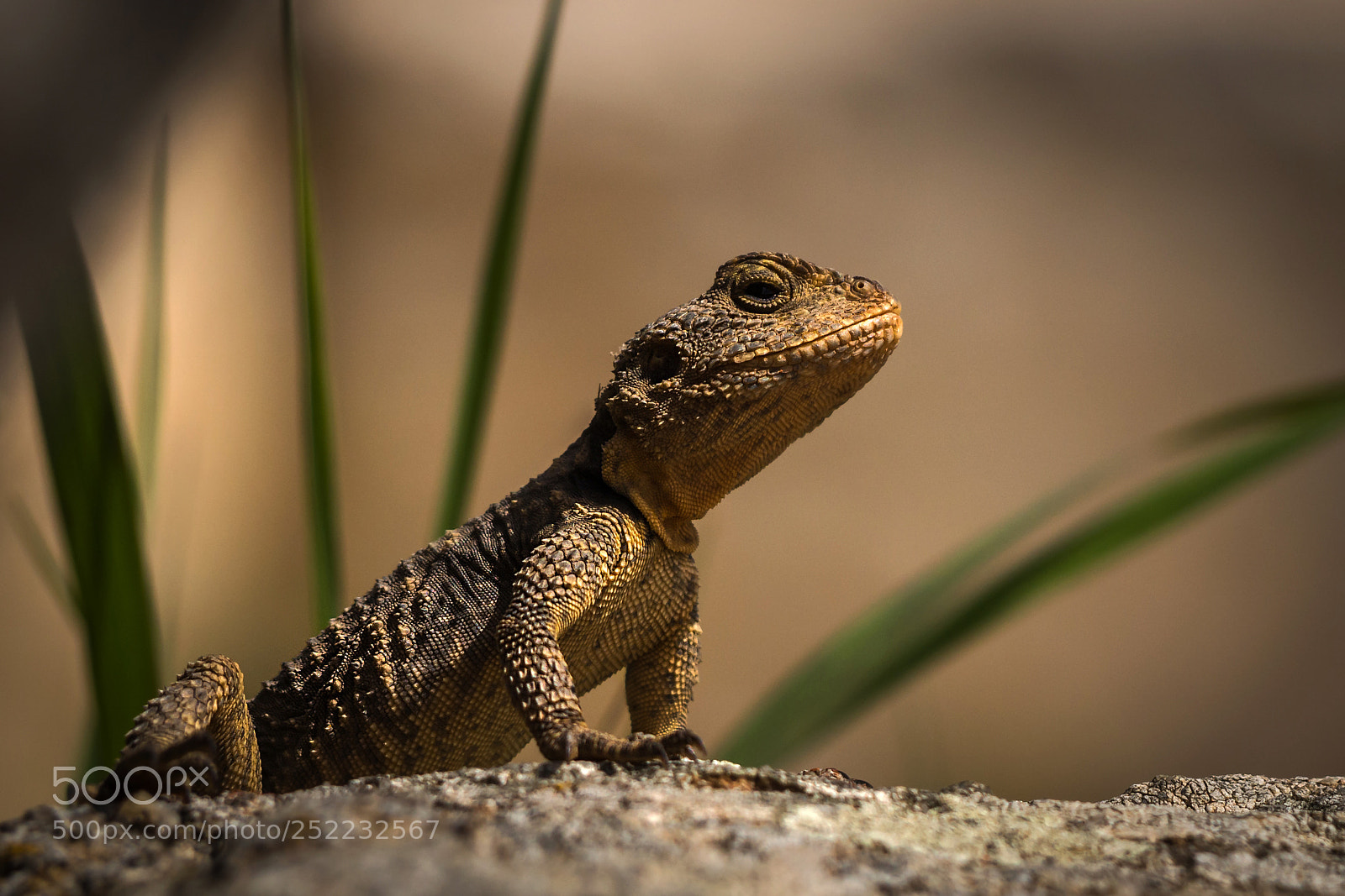 Olympus OM-D E-M10 sample photo. Lizard photography