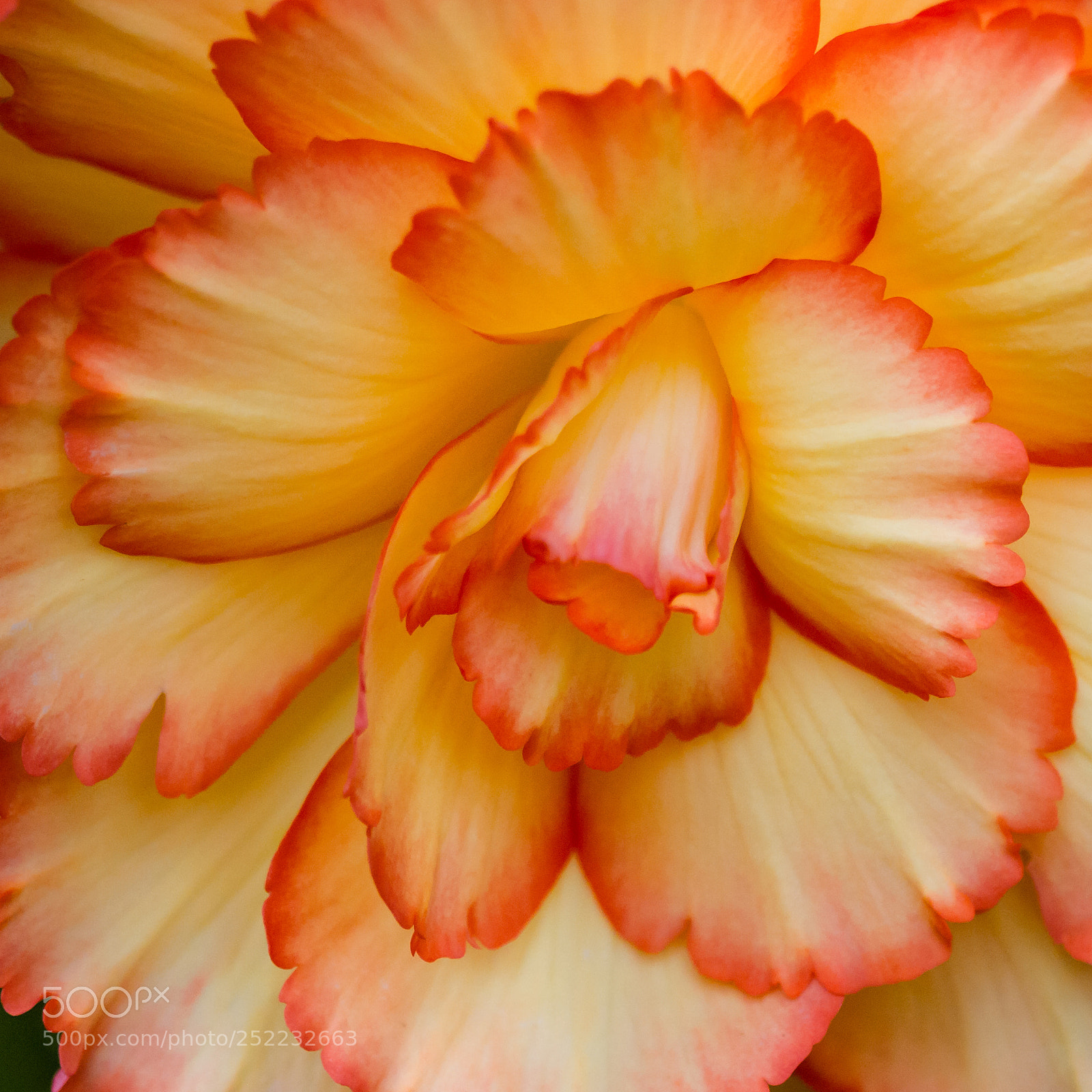 Canon EOS 7D sample photo. Begonia photography