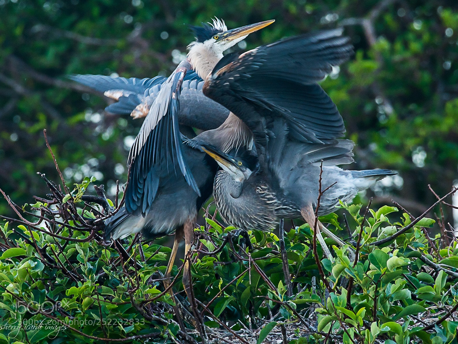 Nikon D850 sample photo. Mating ritual of herons photography