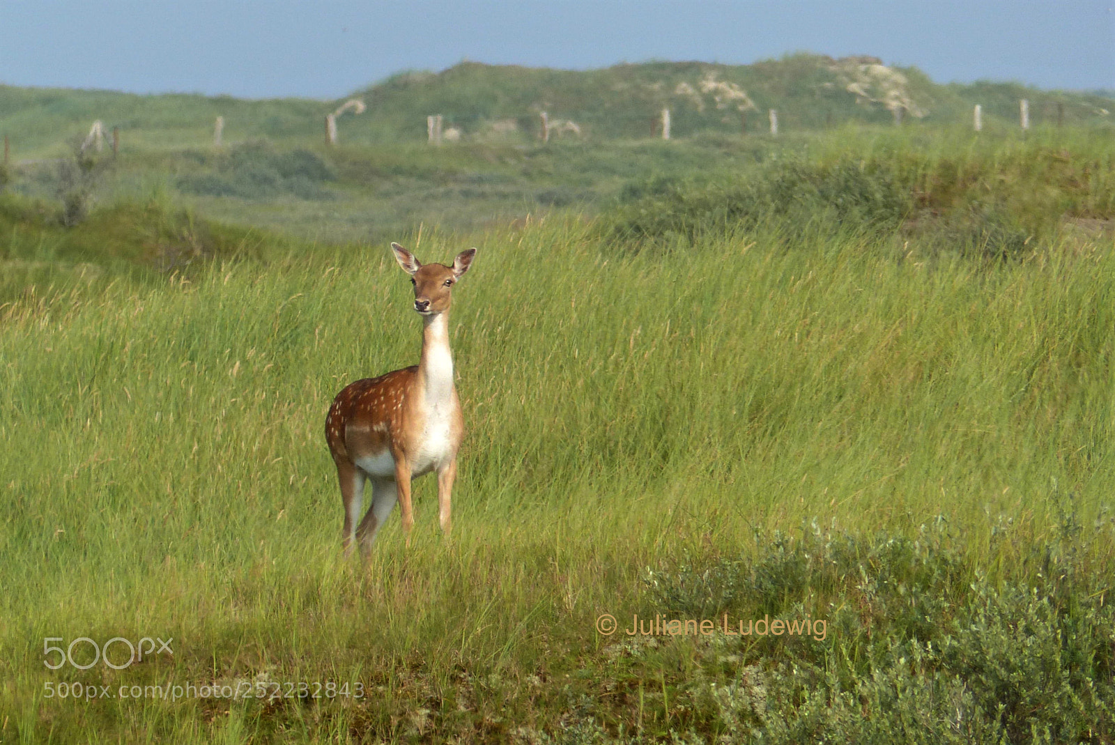 Panasonic Lumix DMC-FZ200 sample photo. Damwild auf norderney photography