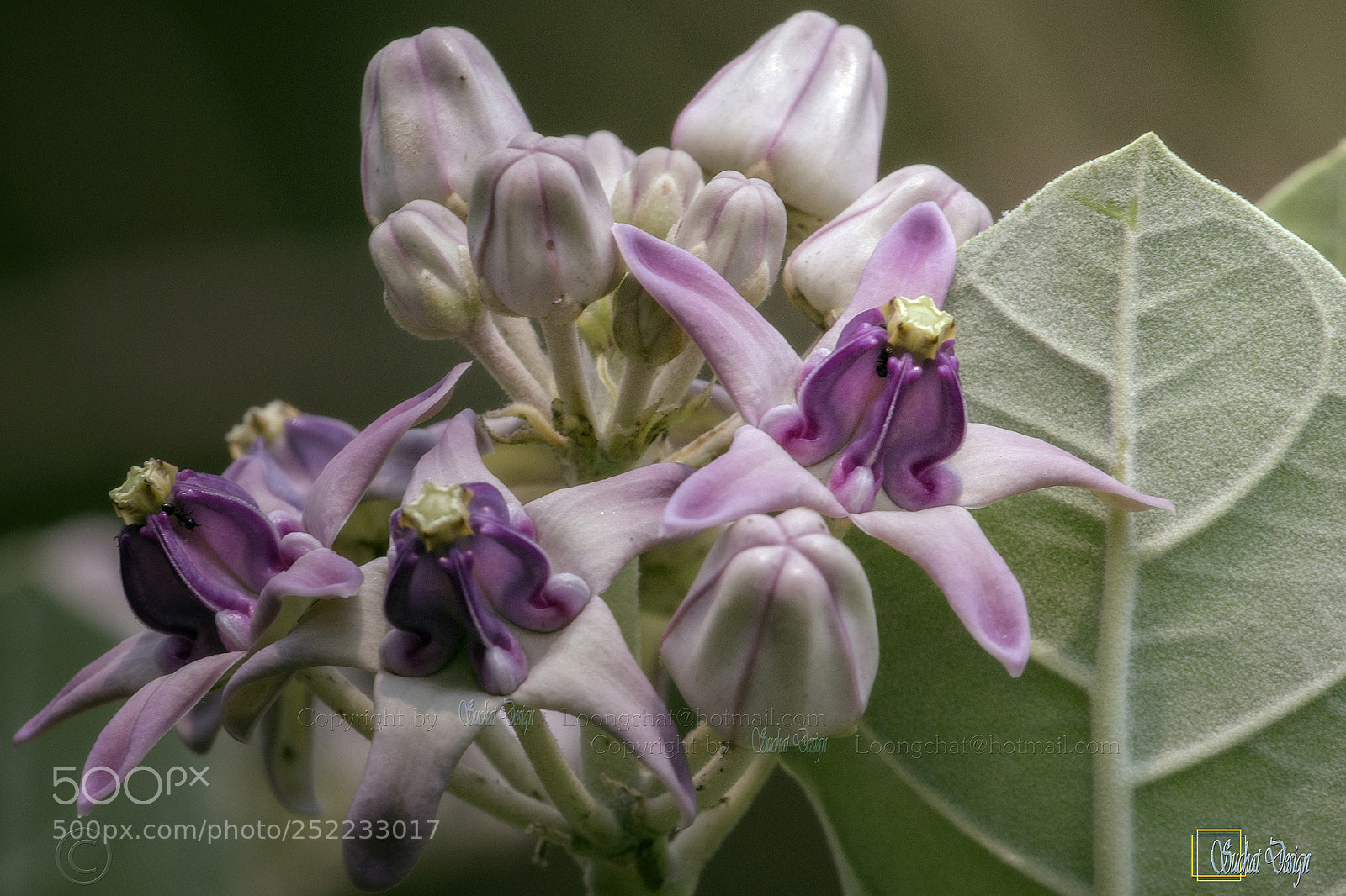 Canon EOS 60D sample photo. Crown flower photography