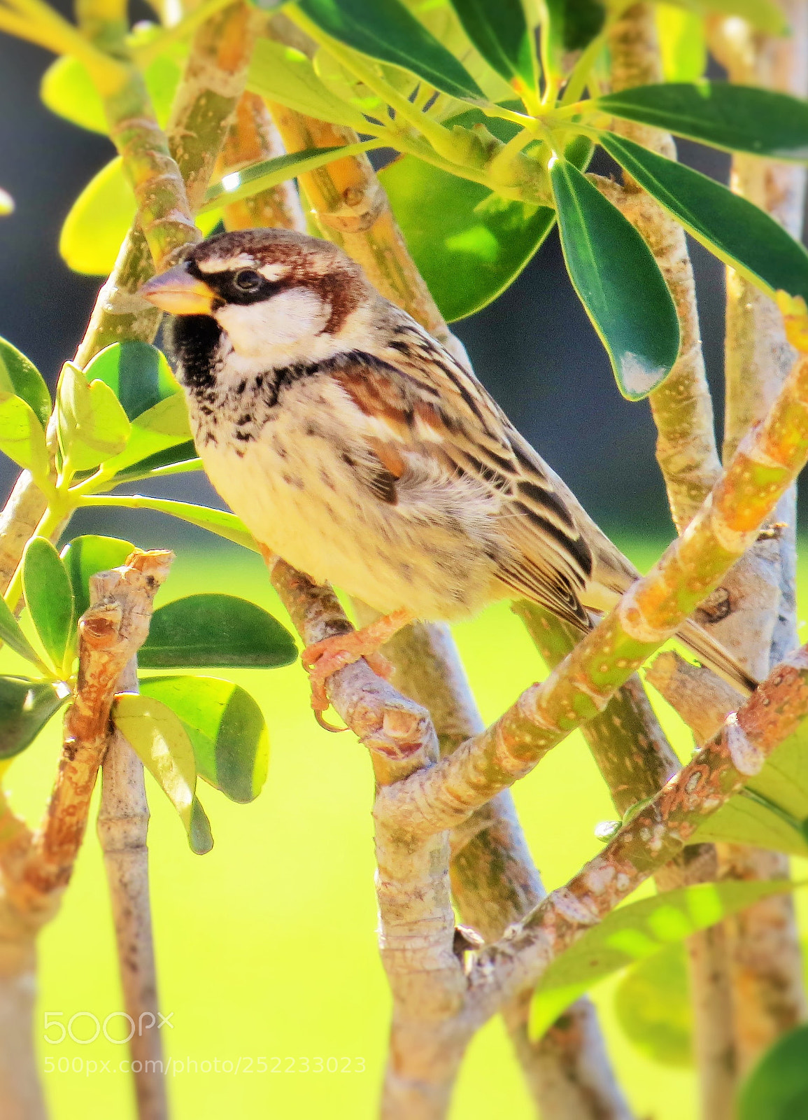 Canon PowerShot SX50 HS sample photo. A bird in the photography