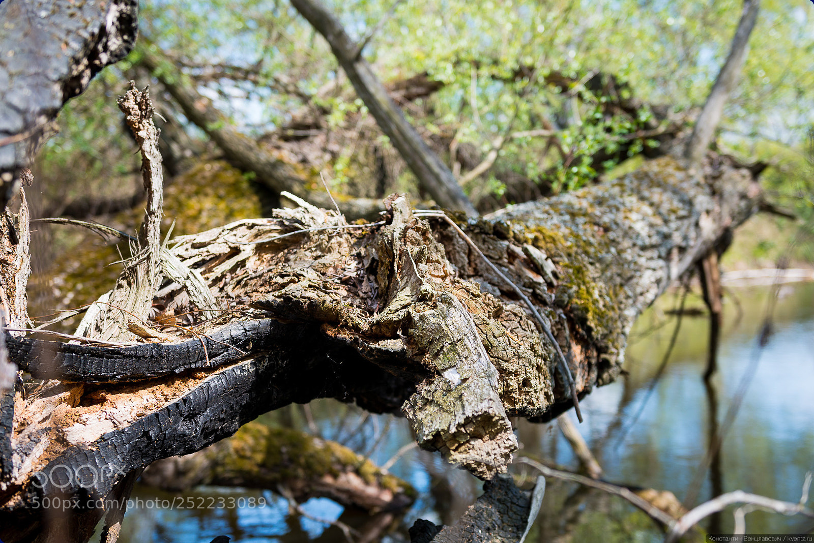 Nikon D800 sample photo. Snag photography