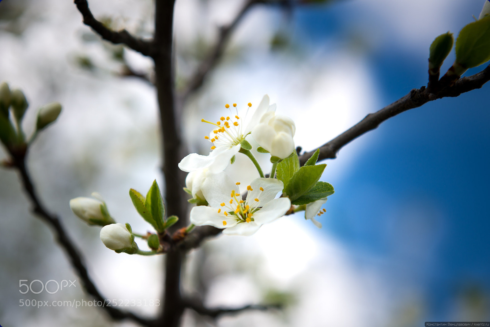 Nikon D800 sample photo. Apple flower photography