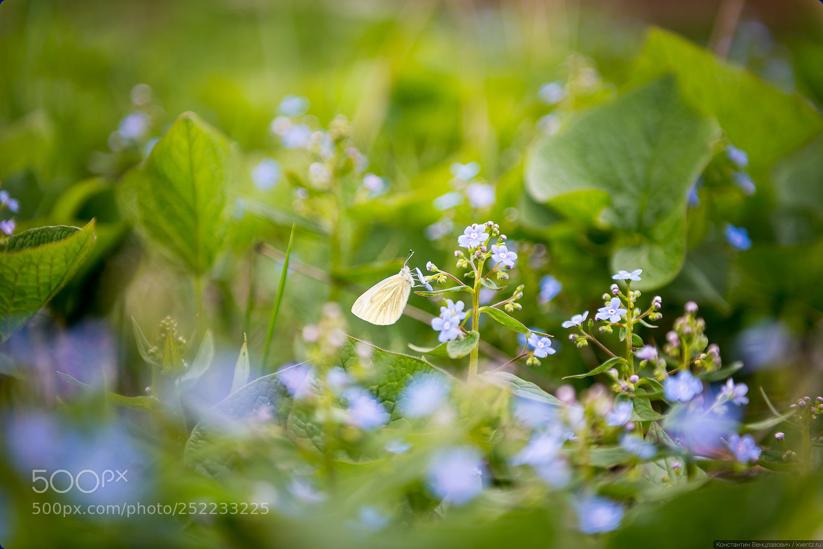 Nikon D800 sample photo. Spring photography