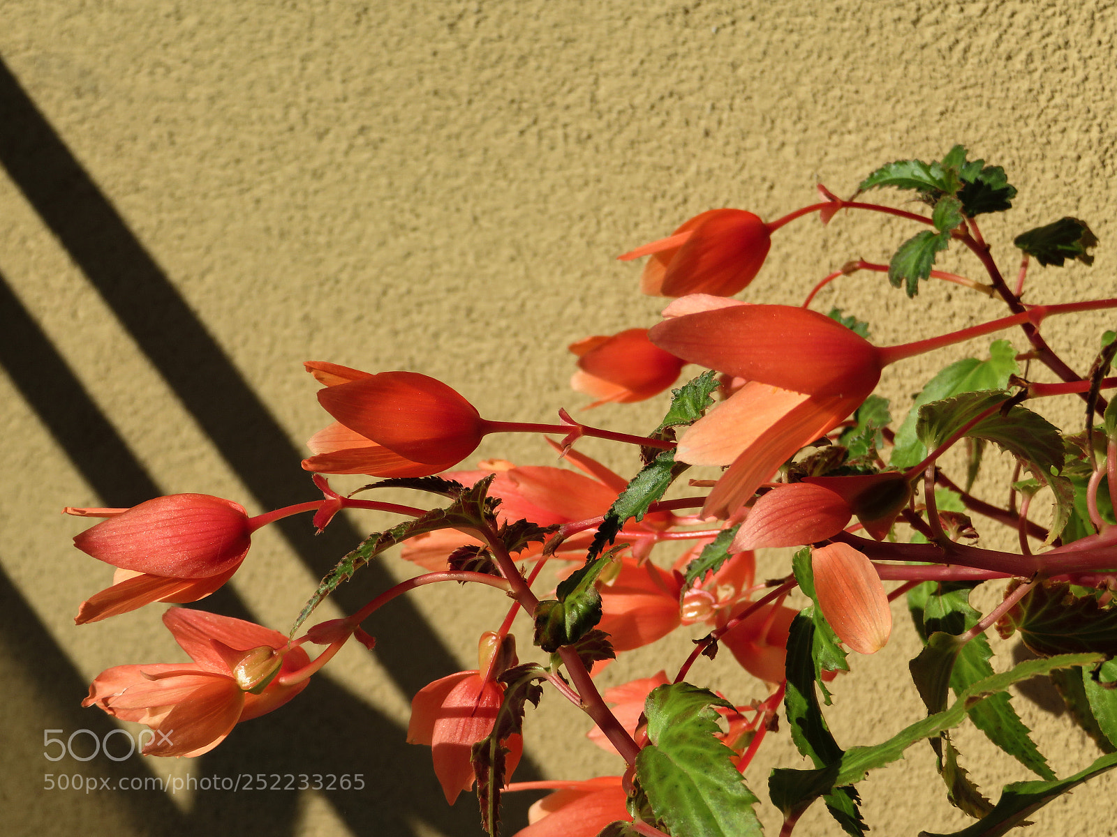 Canon PowerShot SX720 HS sample photo. Random flowers photography