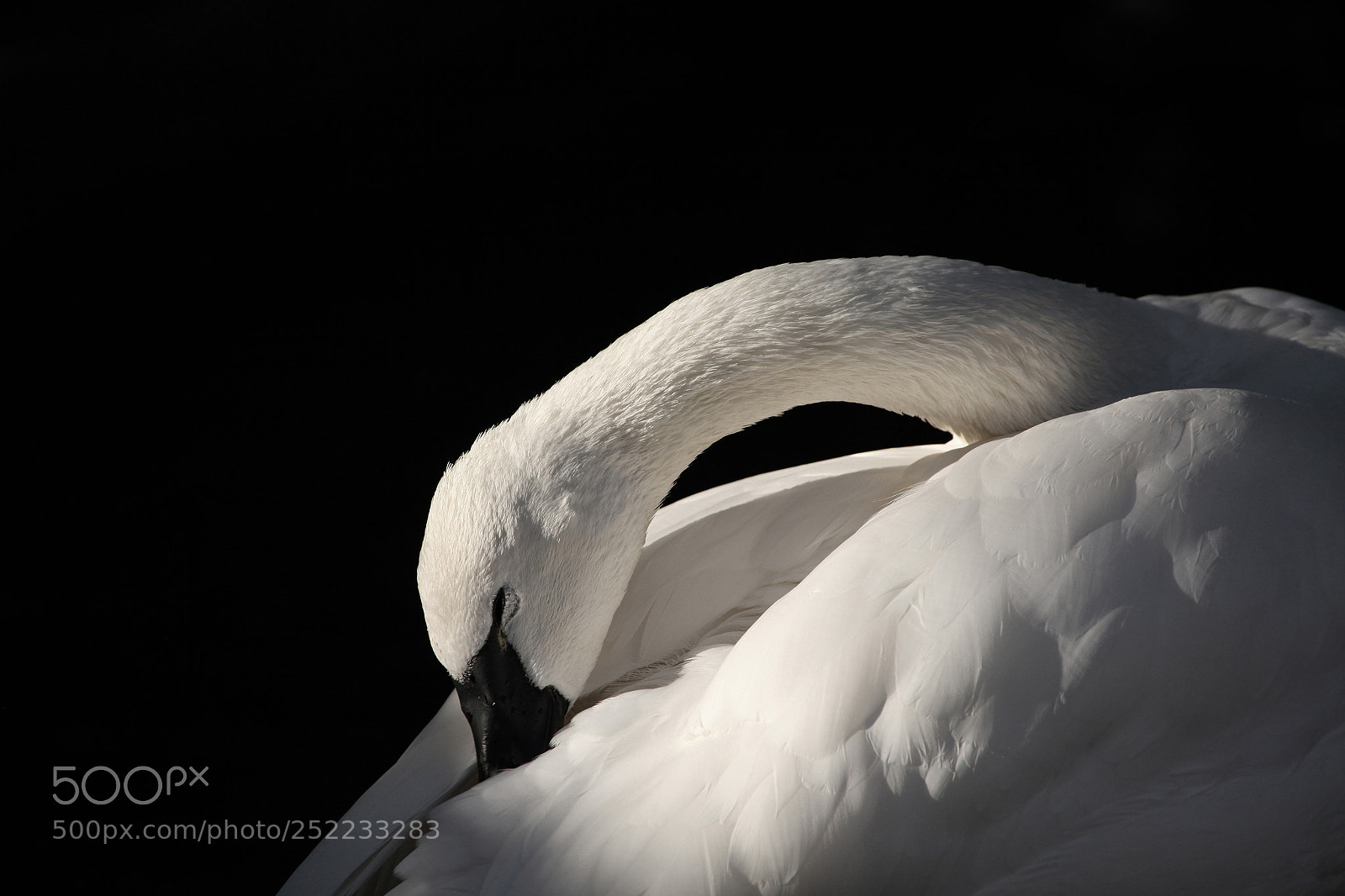 Canon EOS 5D Mark II sample photo. Trumpeter photography