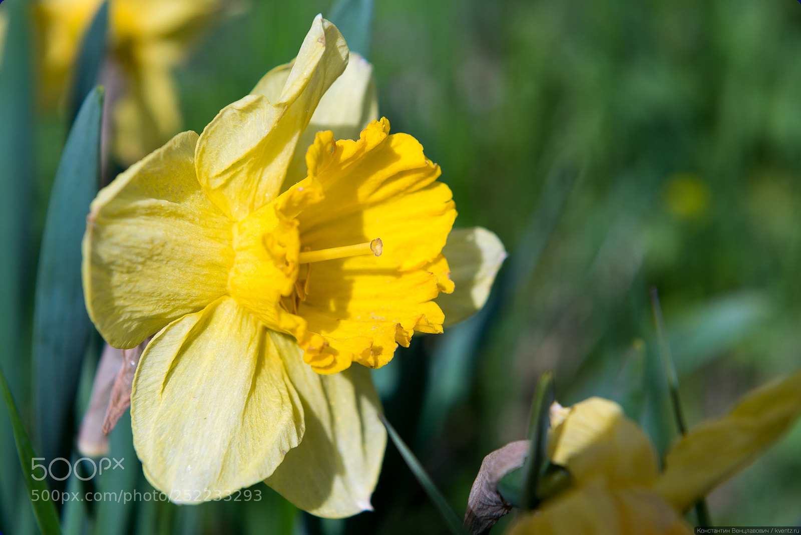 Nikon D800 sample photo. Narcissus photography