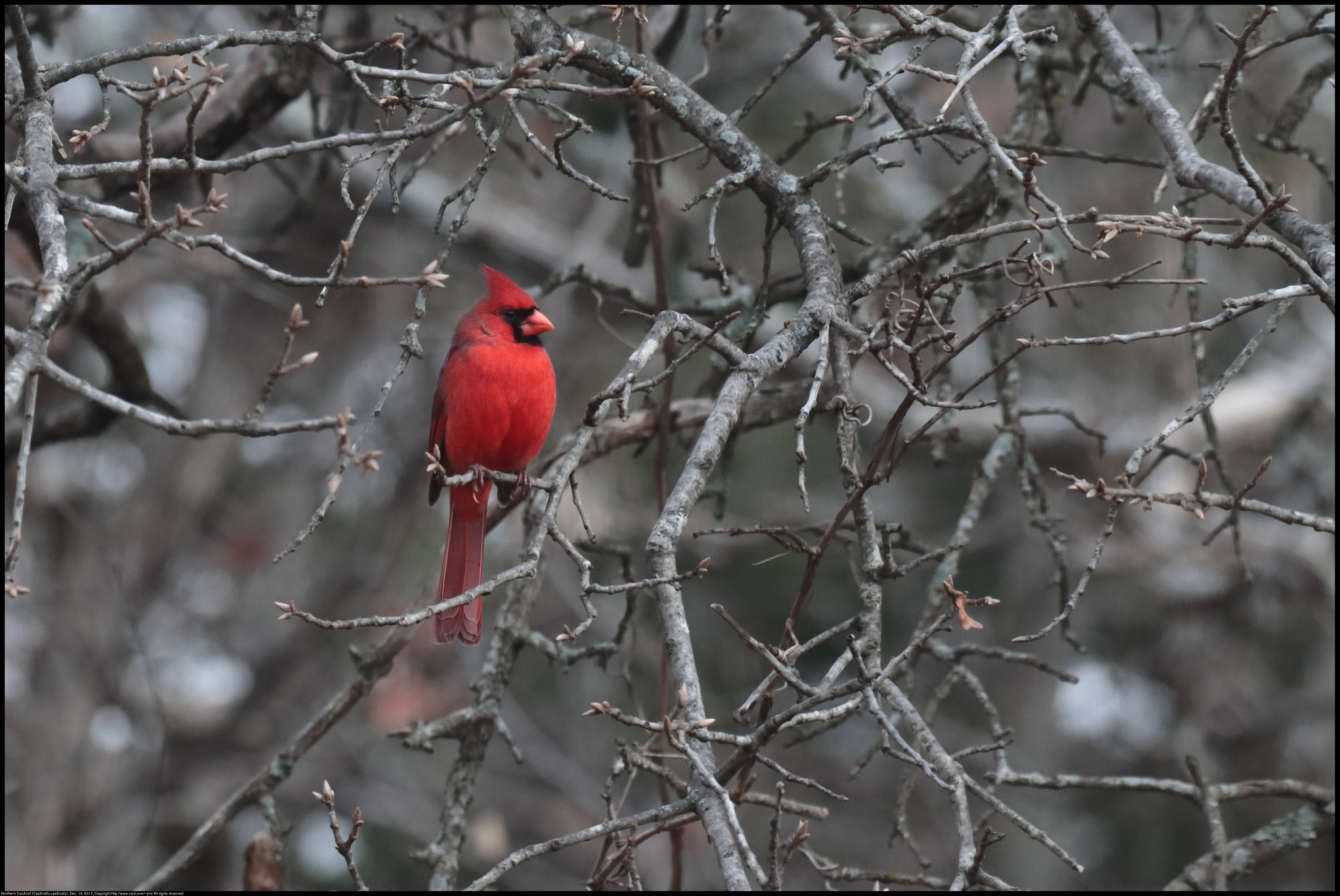 Canon EF 70-300 F4-5.6 IS II USM sample photo. Northern cardinal in winter photography