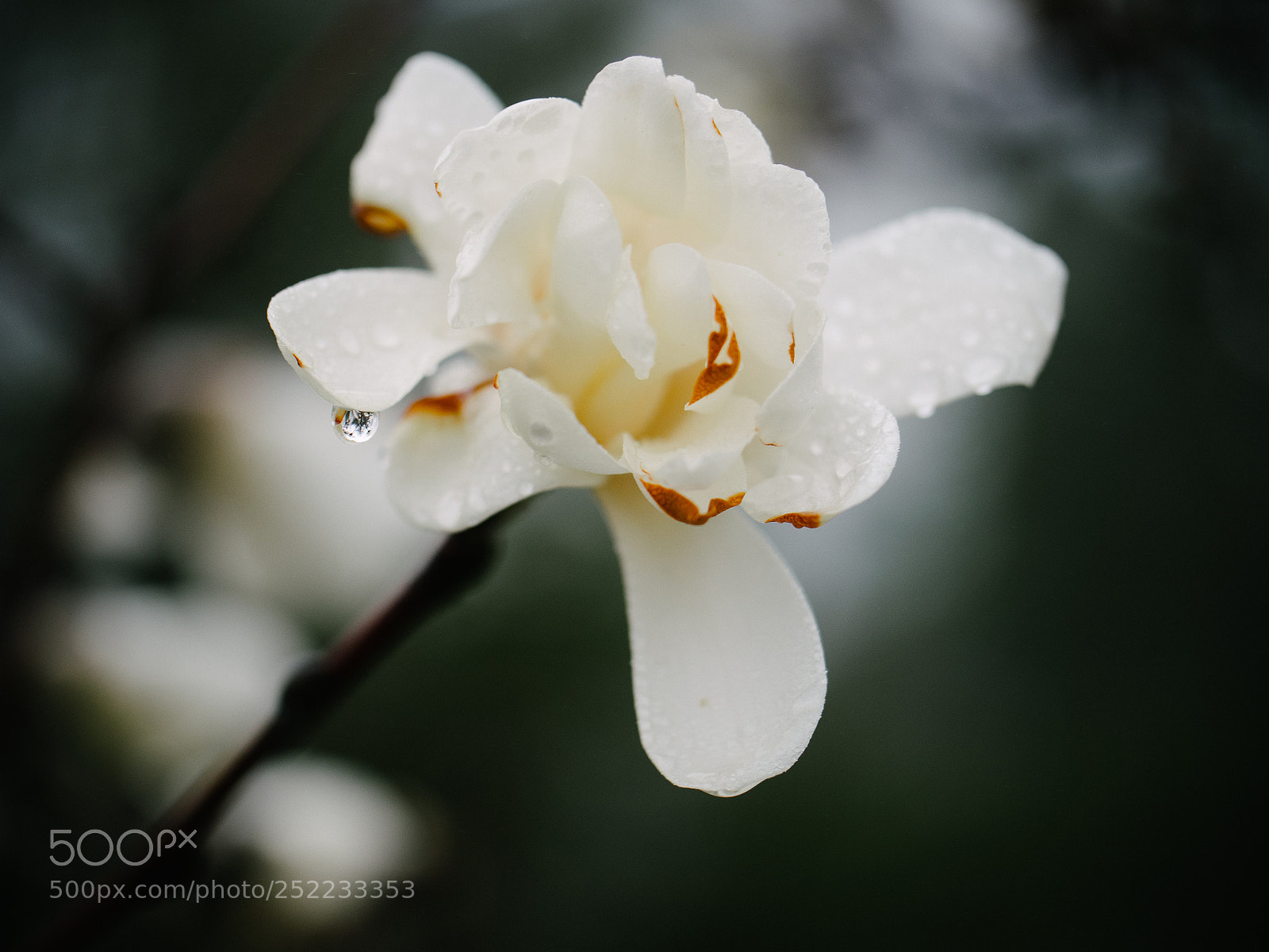 Olympus OM-D E-M1 sample photo. Fading beauty photography