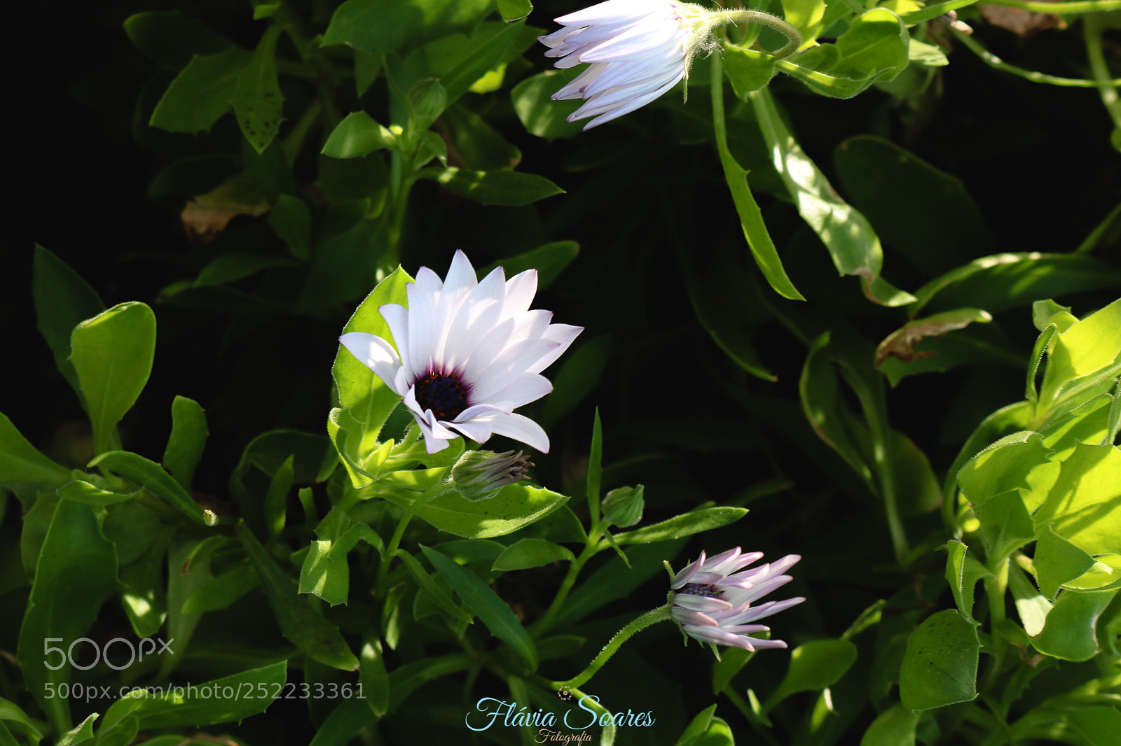 Canon EOS 750D (EOS Rebel T6i / EOS Kiss X8i) sample photo. Untitled photography
