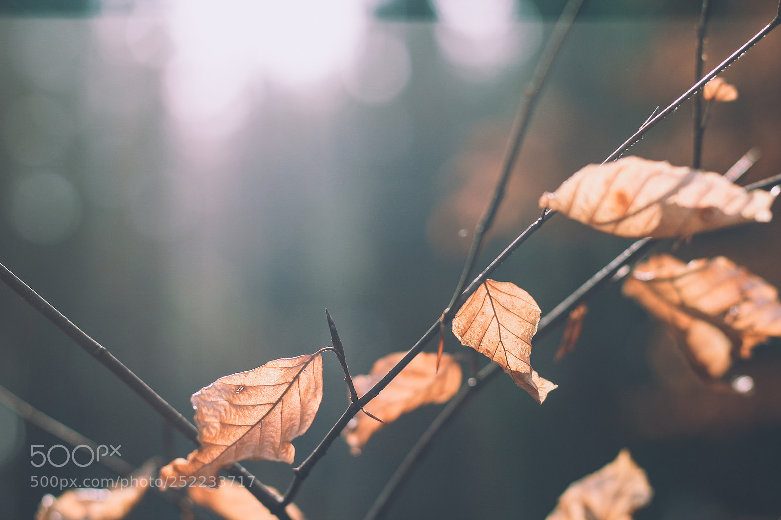 Canon EOS 600D (Rebel EOS T3i / EOS Kiss X5) sample photo. In the woods photography