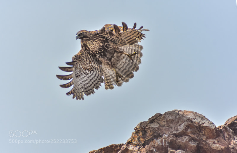 Nikon D7200 sample photo. Hawk take off photography