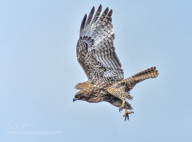 Nikon D7200 sample photo. Hawk attack photography
