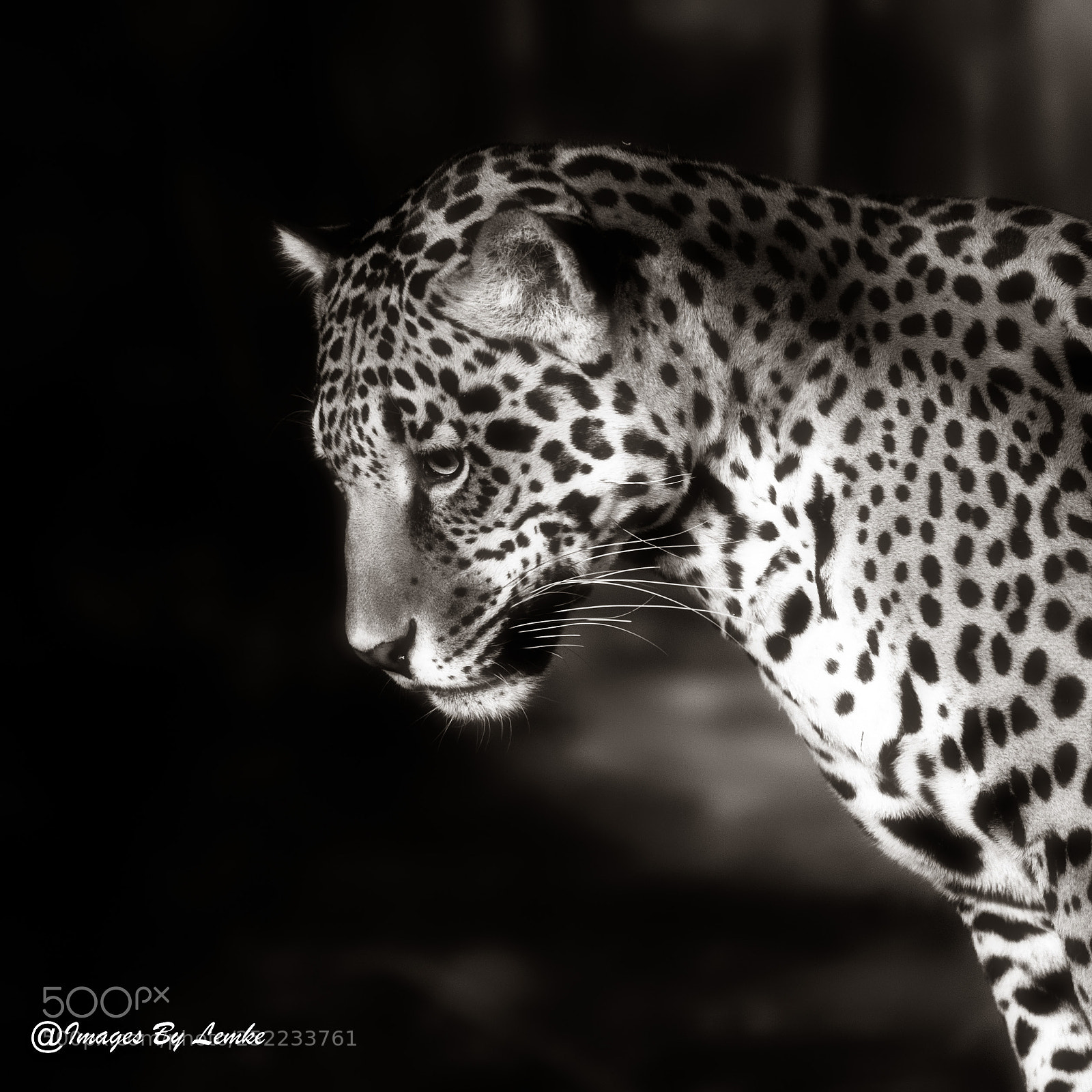 Nikon D3S sample photo. Jaguar in black and photography