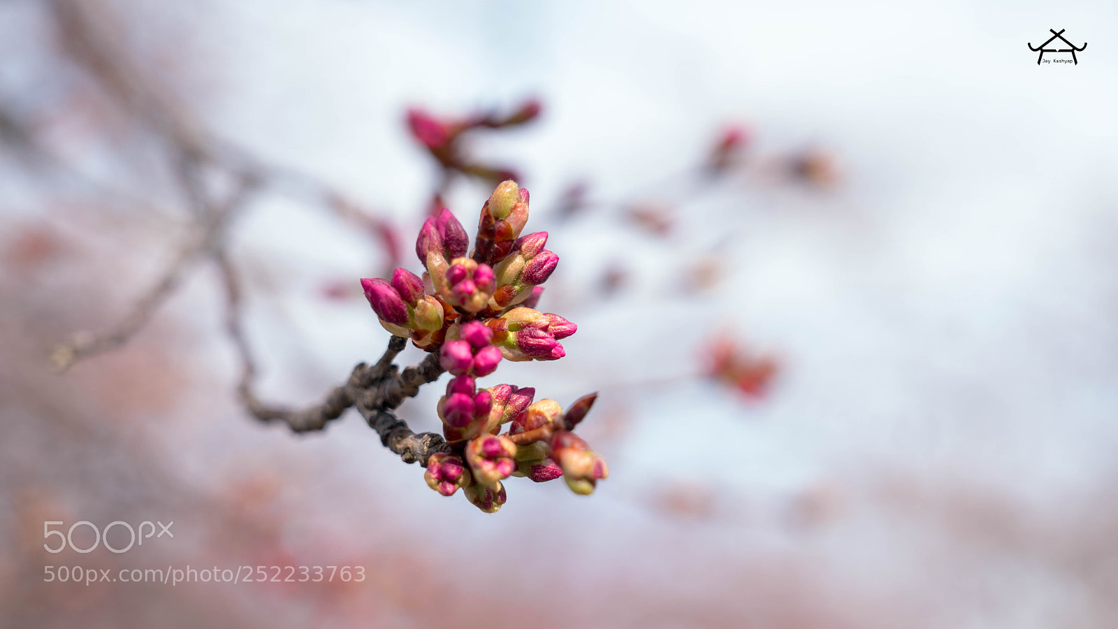 Sony a6500 sample photo. Blossom buds photography