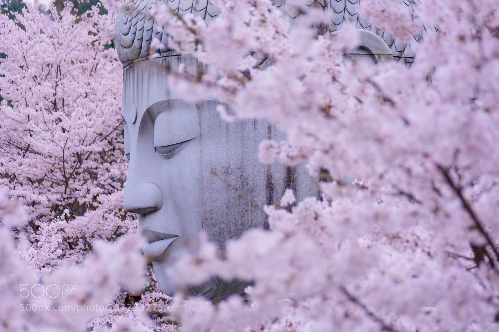 Nikon D5200 sample photo. さくら大仏 photography