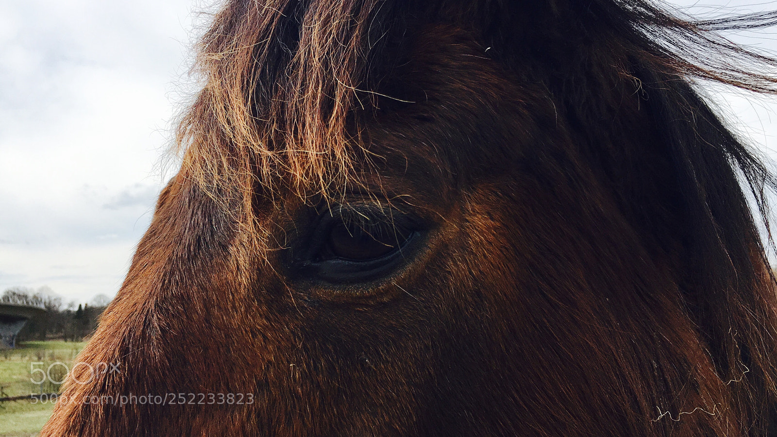 Apple iPhone 6s sample photo. Big horse photography