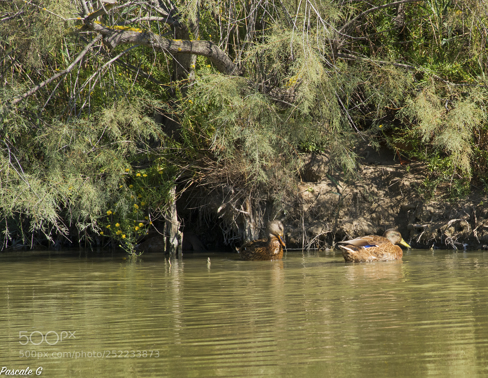 Nikon D7100 sample photo. Nest of coypus photography
