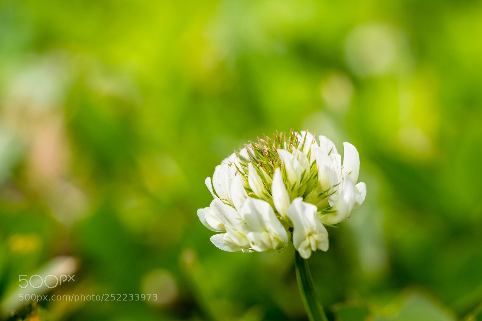 Canon EOS 70D sample photo. Bloom photography