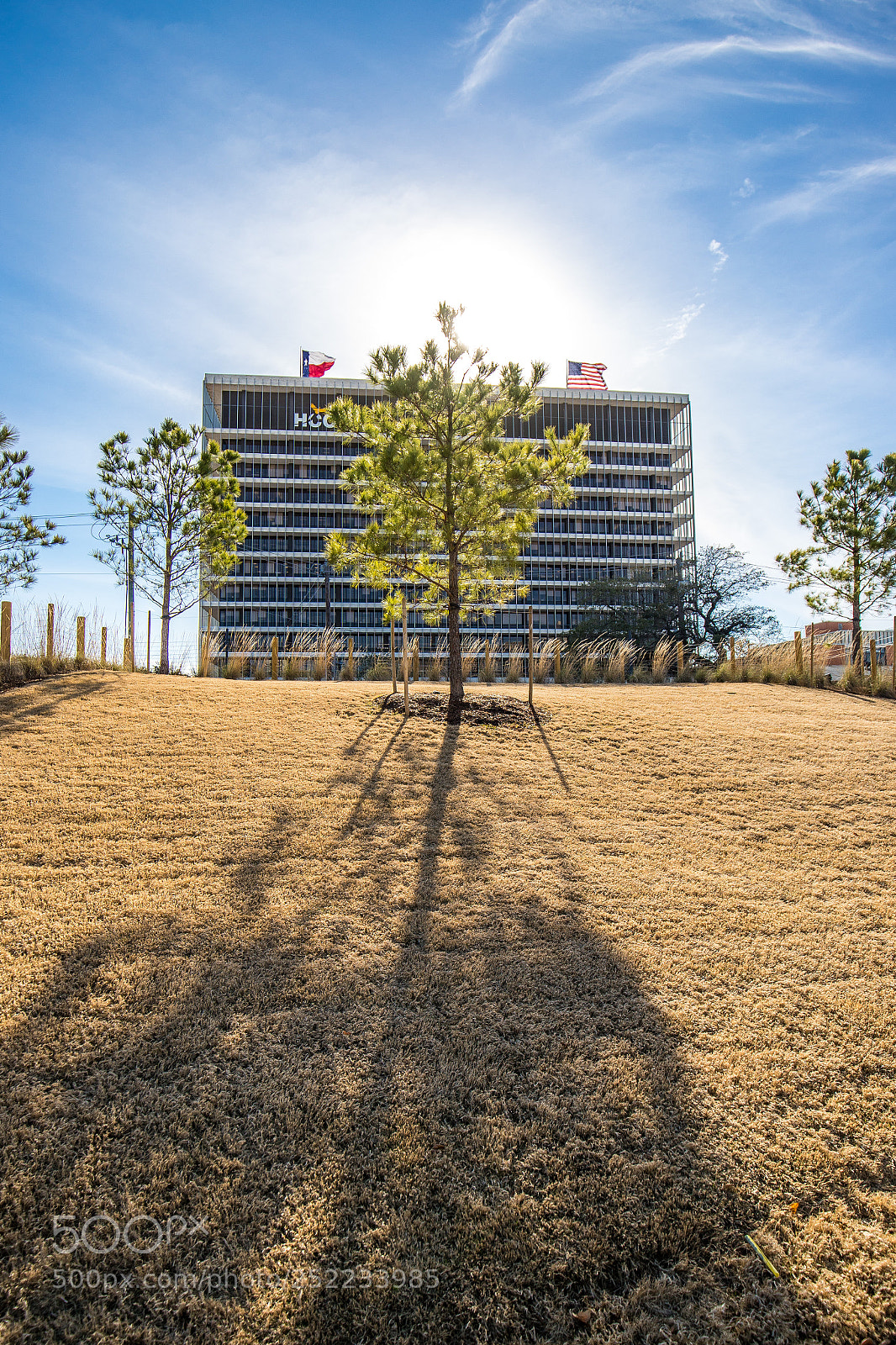 Canon EOS 6D Mark II sample photo. Halo of a tree photography