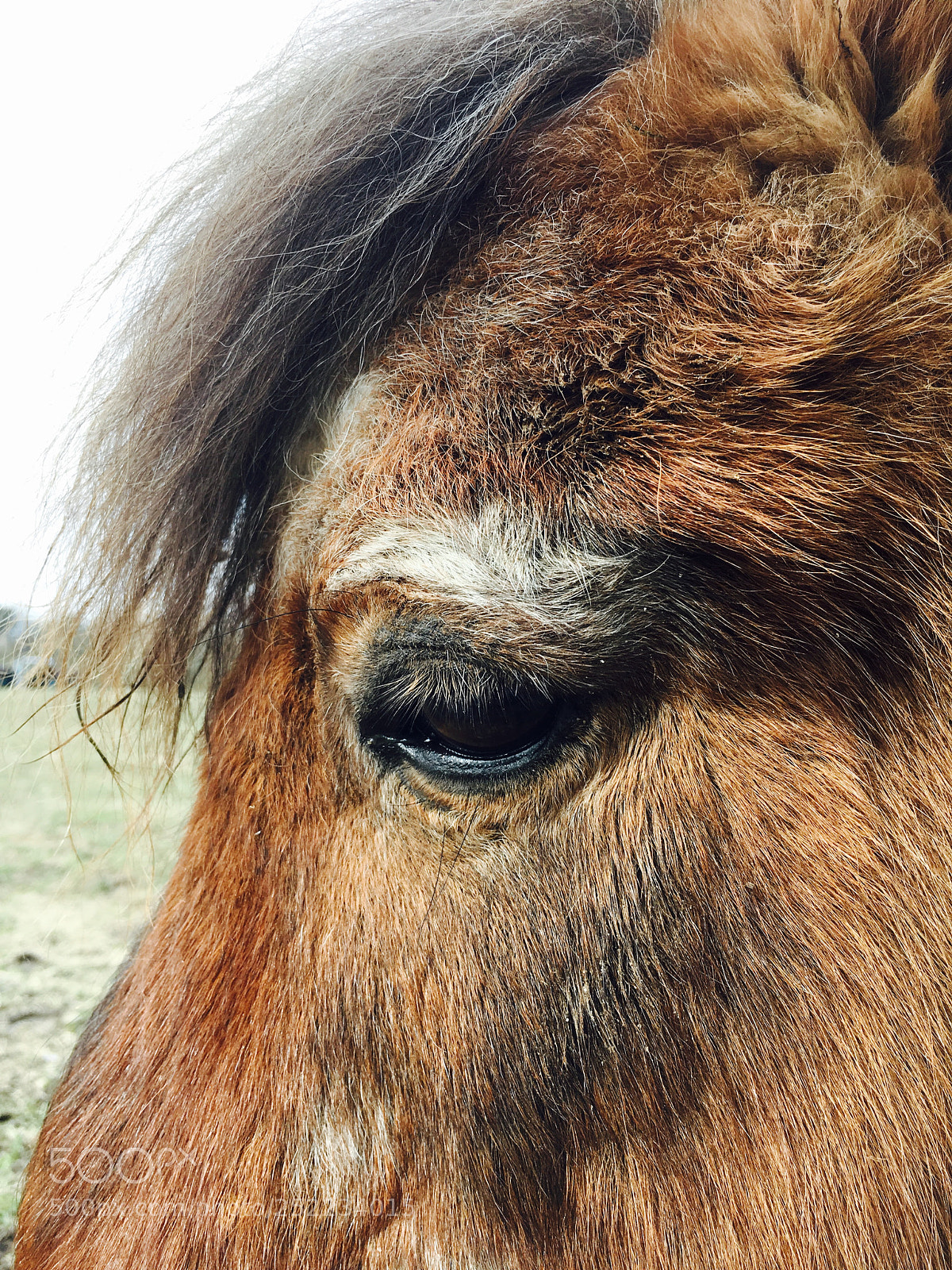 Apple iPhone 6s sample photo. Small pony photography