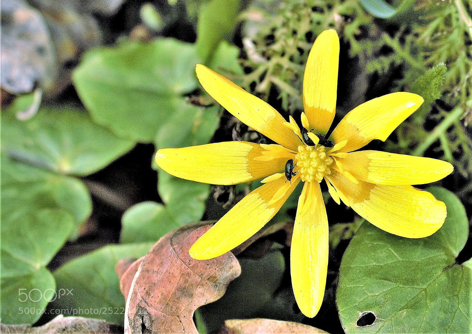 Canon EOS 700D (EOS Rebel T5i / EOS Kiss X7i) sample photo. Beetle photography