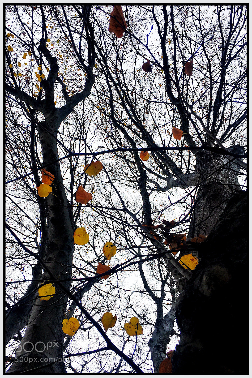 Apple iPhone 6s sample photo. Autumn photography