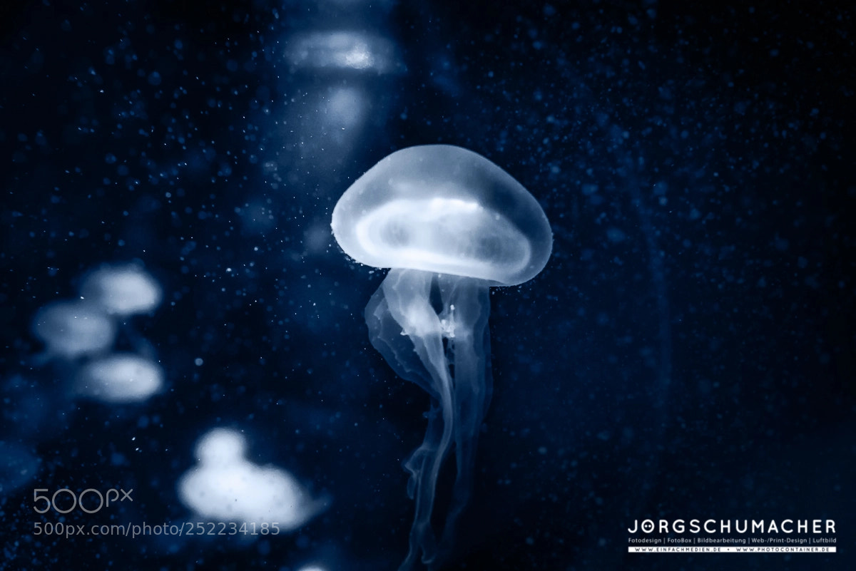 Nikon D800 sample photo. Qualle | jellyfish photography