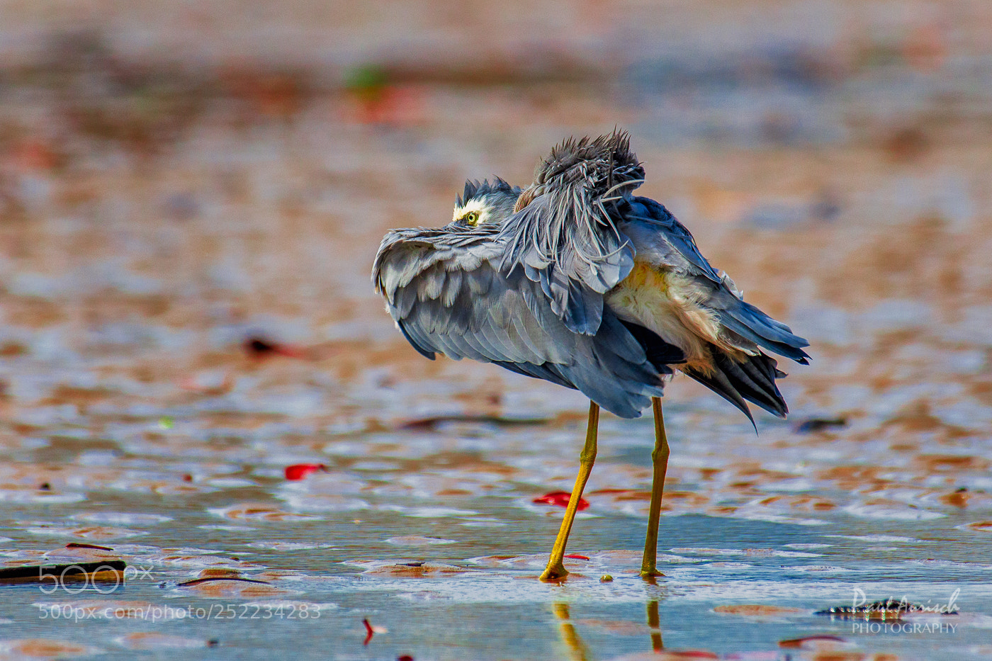 Nikon D500 sample photo. White faced heron photography
