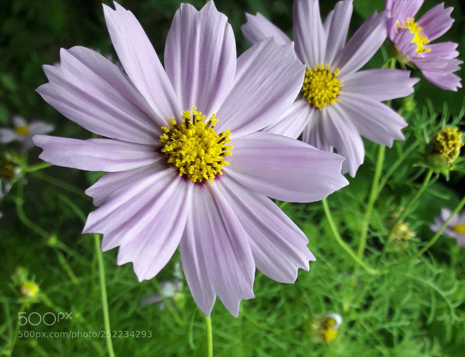 Samsung Galaxy A5(2016) sample photo. Untitled photography