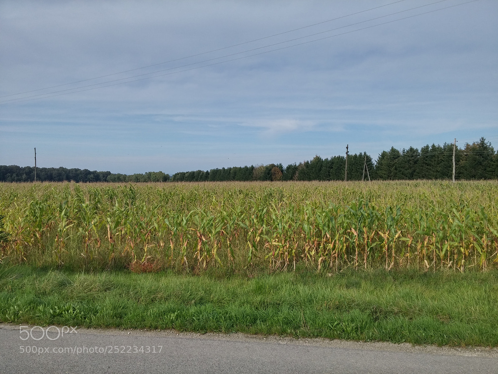 LG G3 sample photo. Corn fields. photography