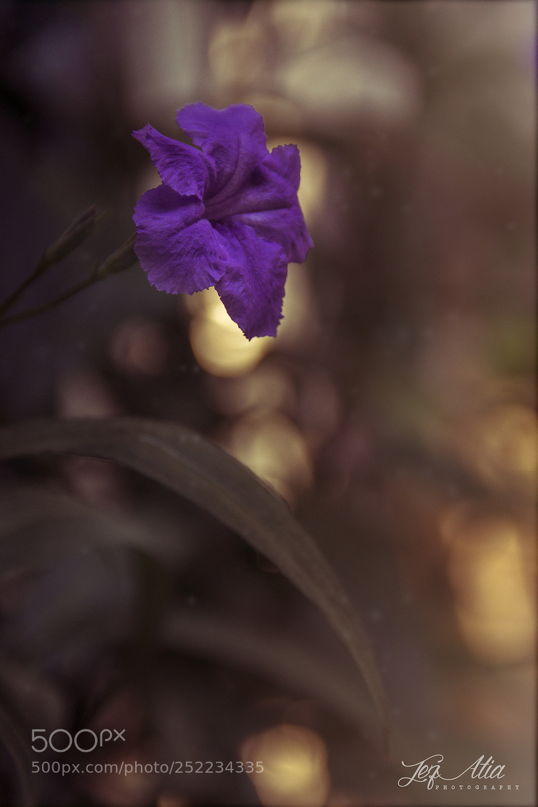 Canon EOS 600D (Rebel EOS T3i / EOS Kiss X5) sample photo. Beauty photography