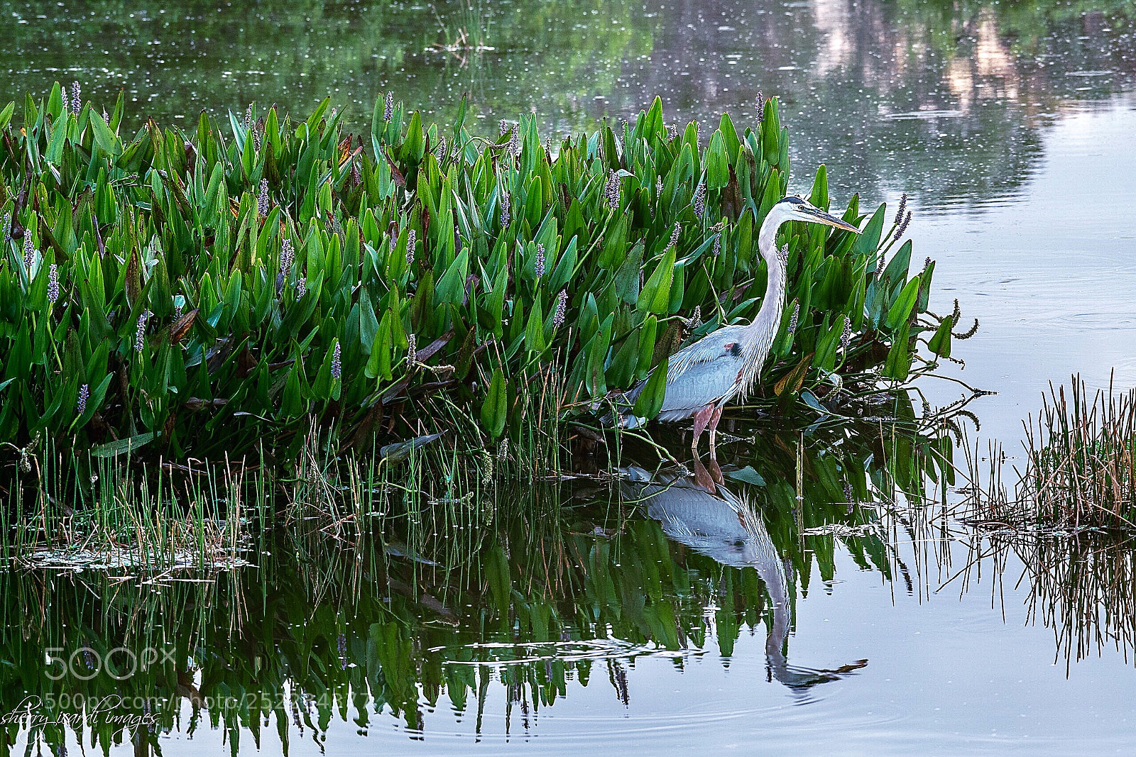 Nikon D850 sample photo. Wading tri-colored heron photography