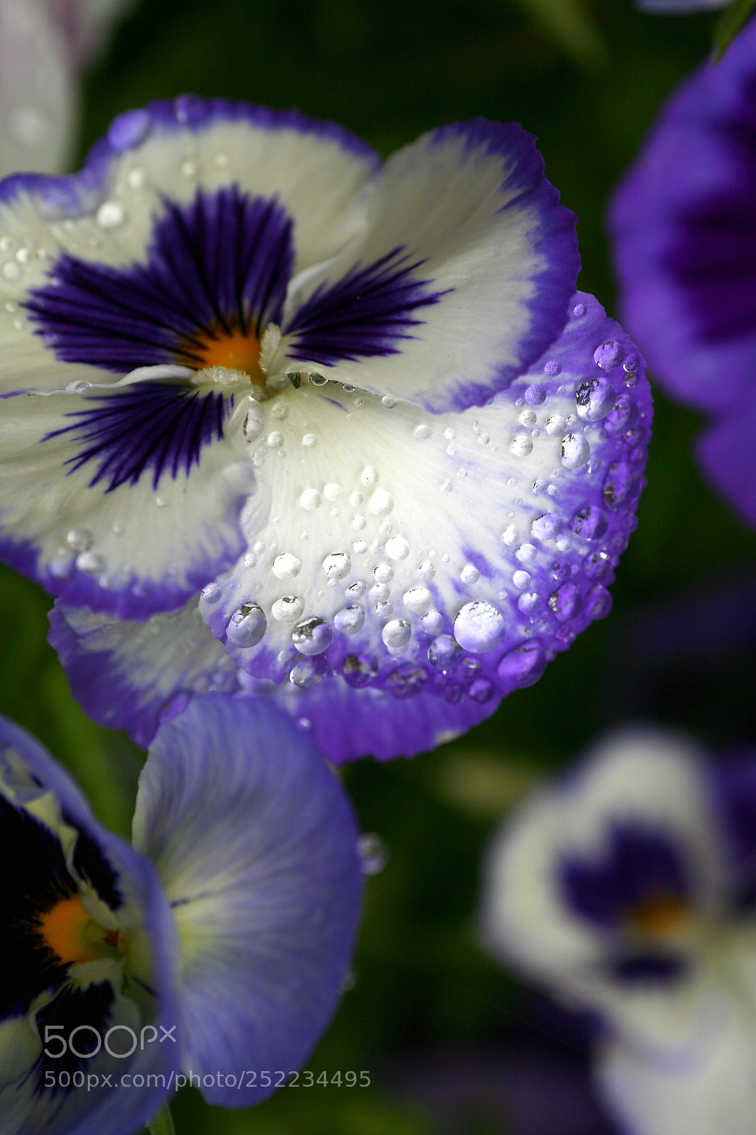 Canon EOS 5D sample photo. Pansy droplets photography