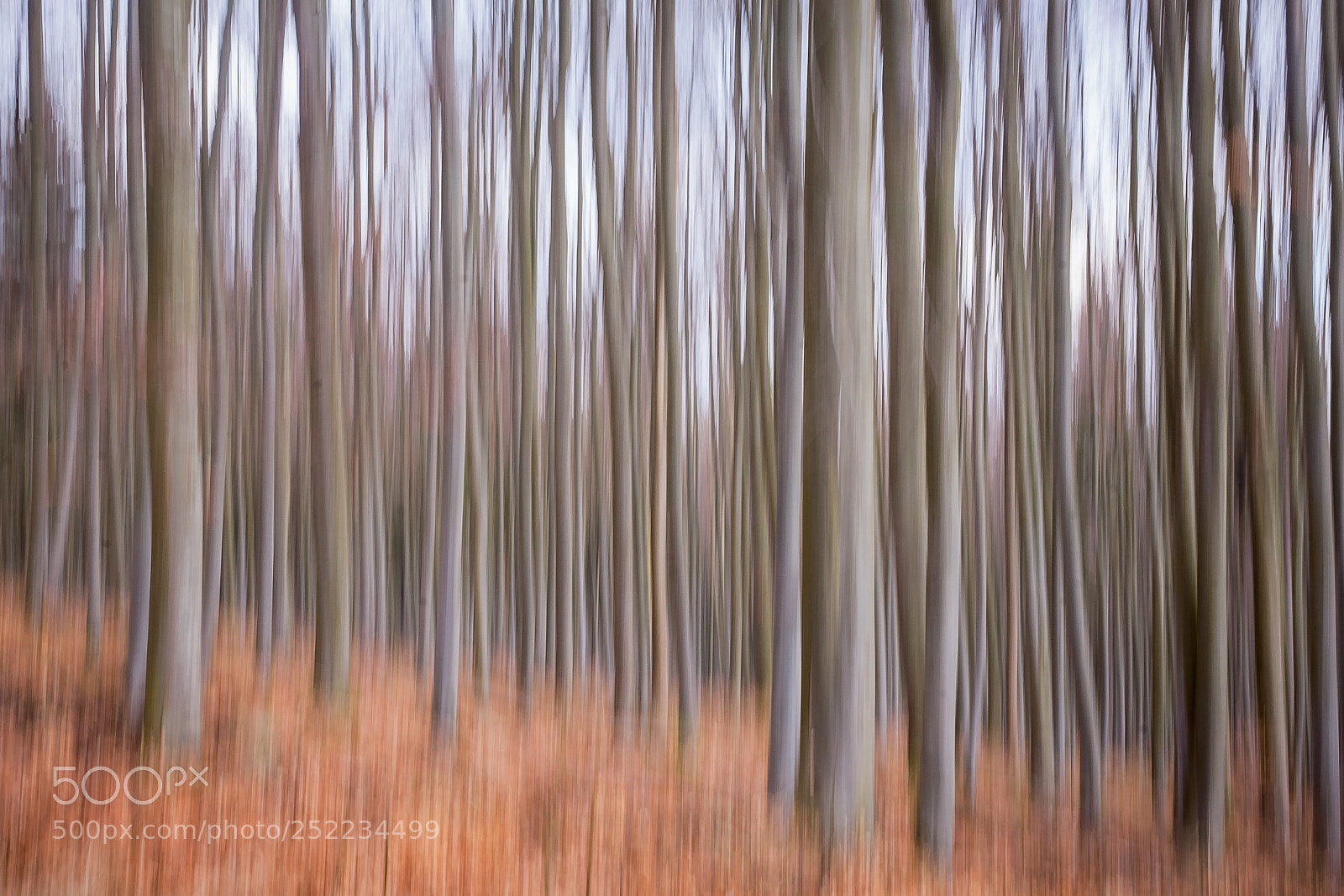 Canon EOS 5D sample photo. A magical forest photography