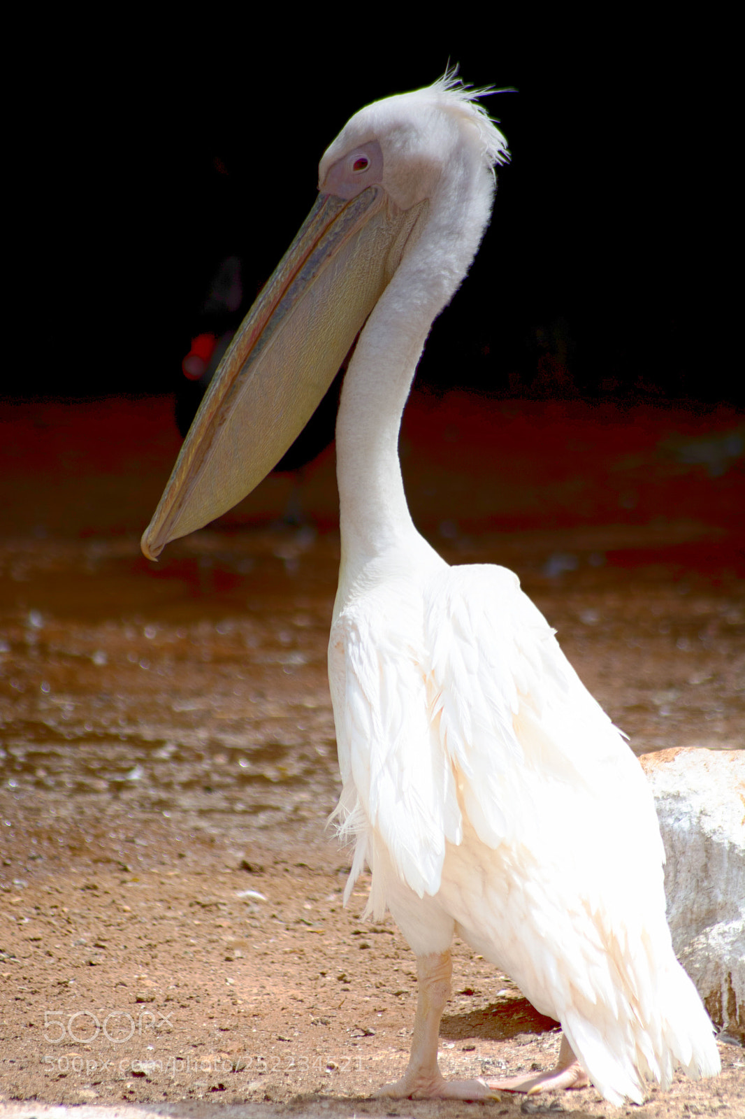 Nikon D5200 sample photo. Oiseau photography