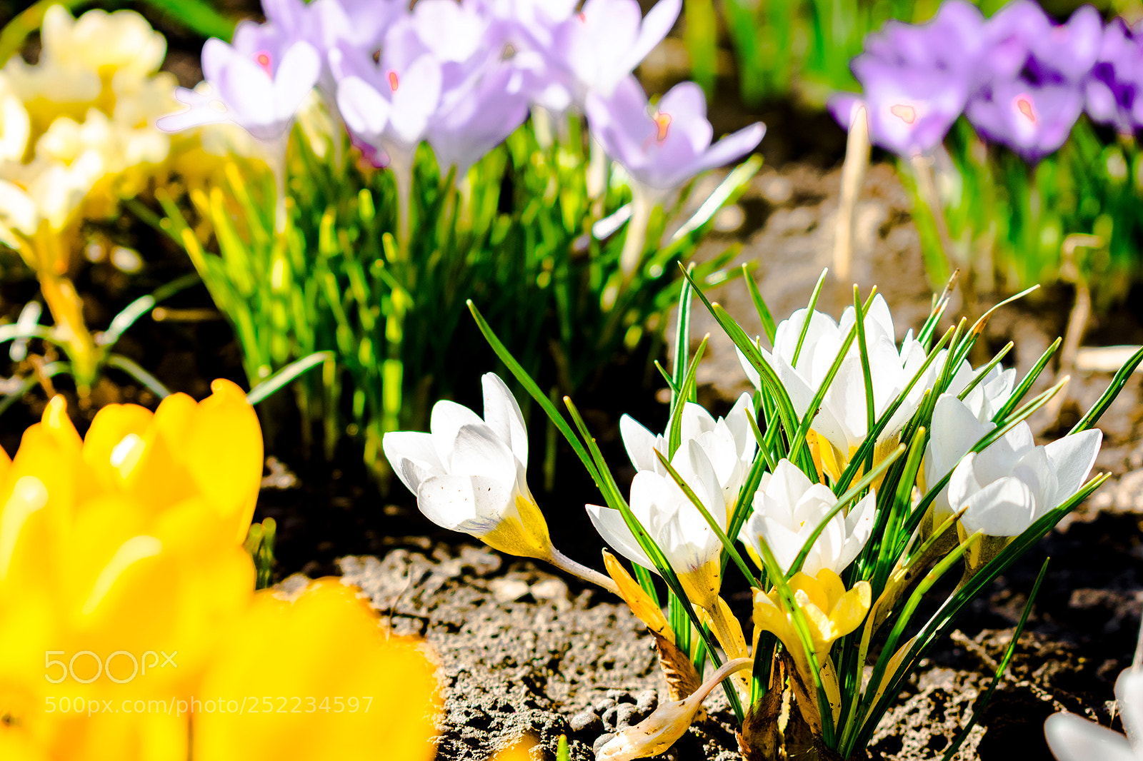 Nikon D3400 sample photo. Crocus nature photography