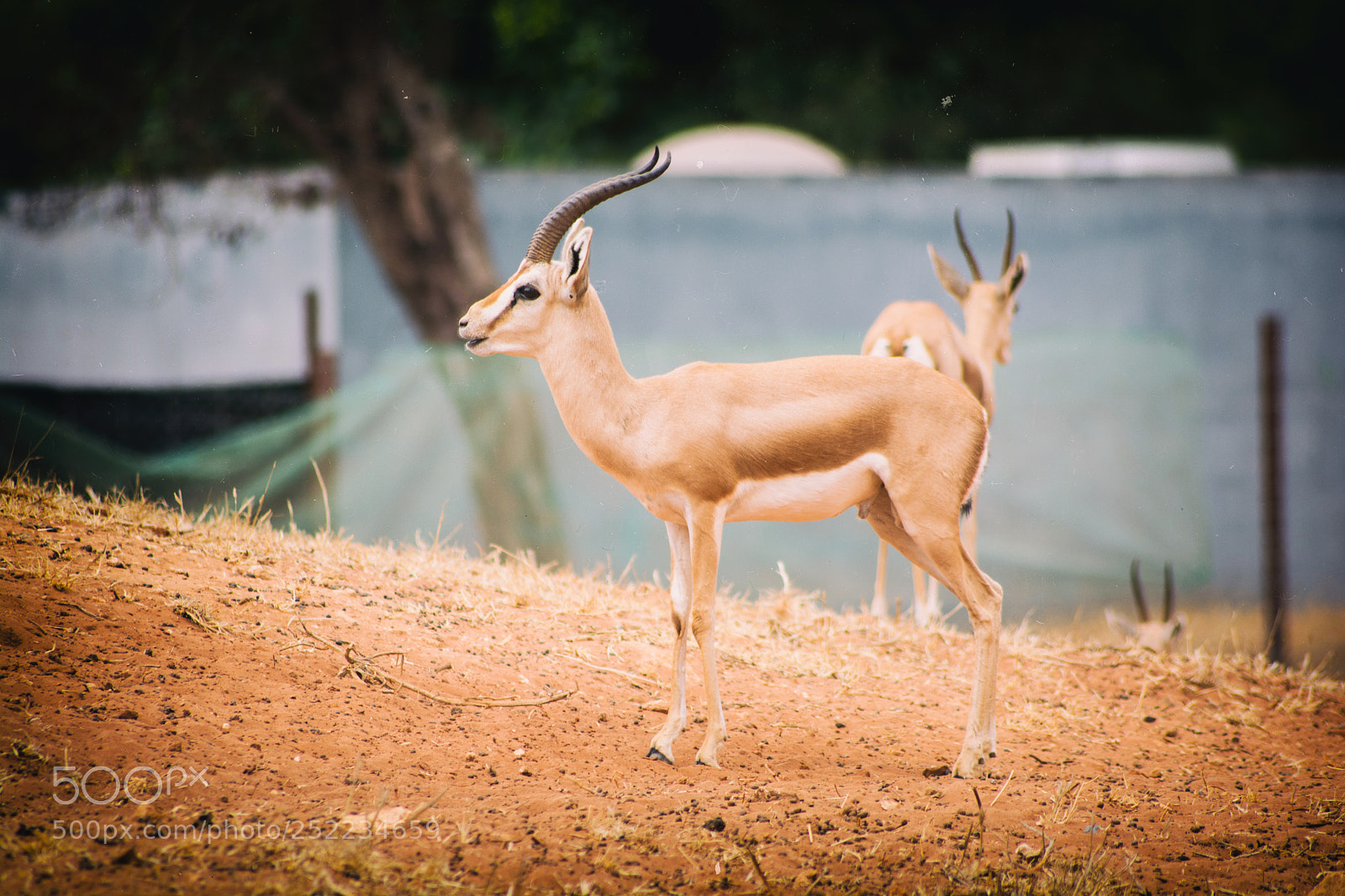 Nikon D5200 sample photo. Biche photography