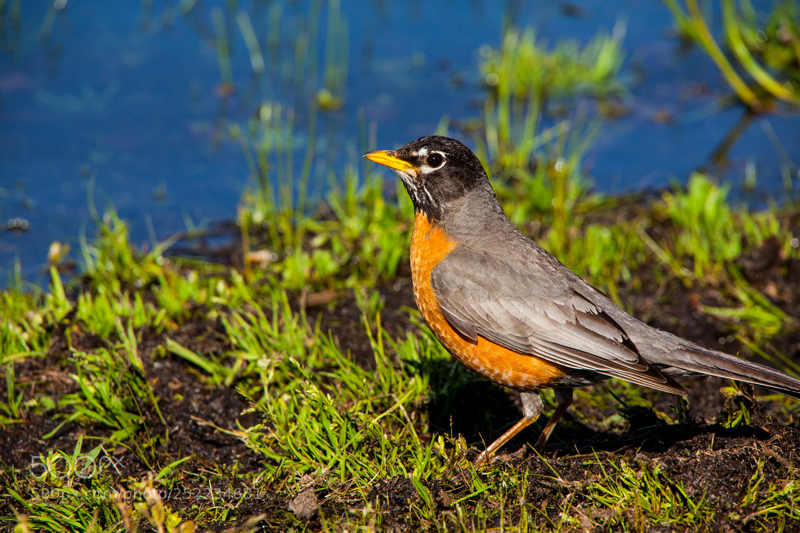 Canon EOS 5D Mark II sample photo. Spring robin photography
