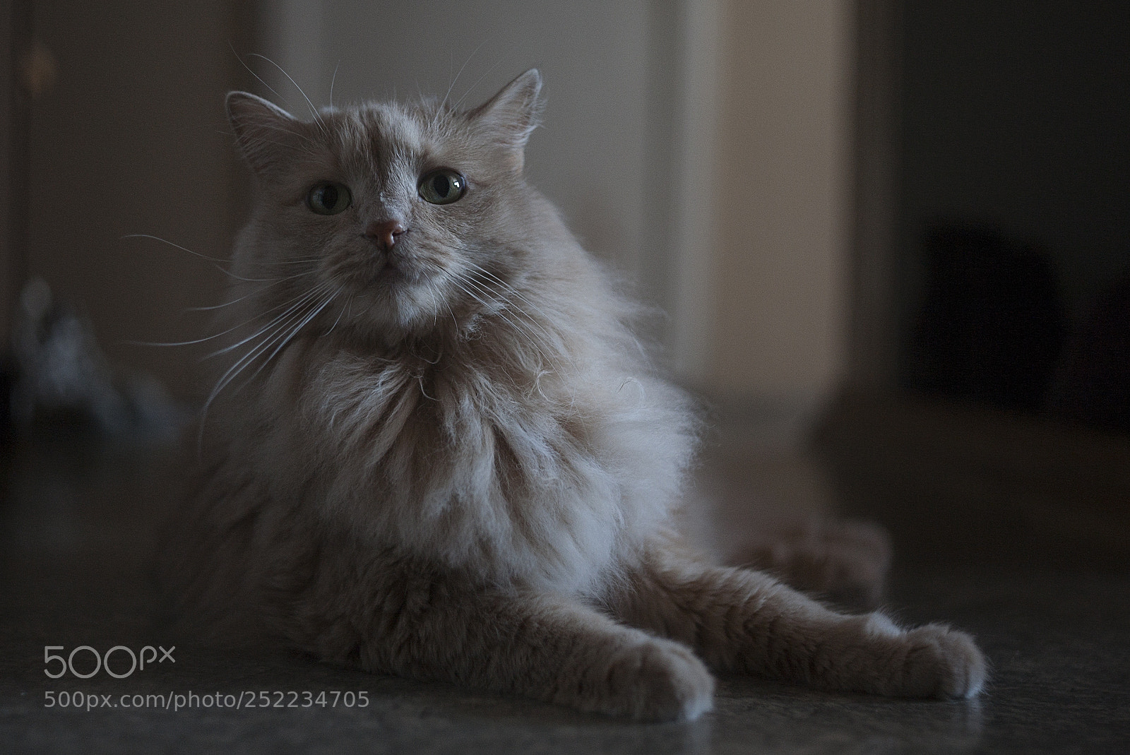 Canon EOS 5D sample photo. Room lion photography