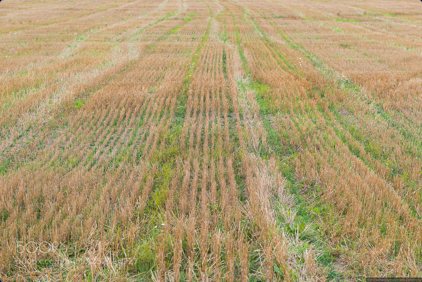 Nikon D800 sample photo. Endless field photography