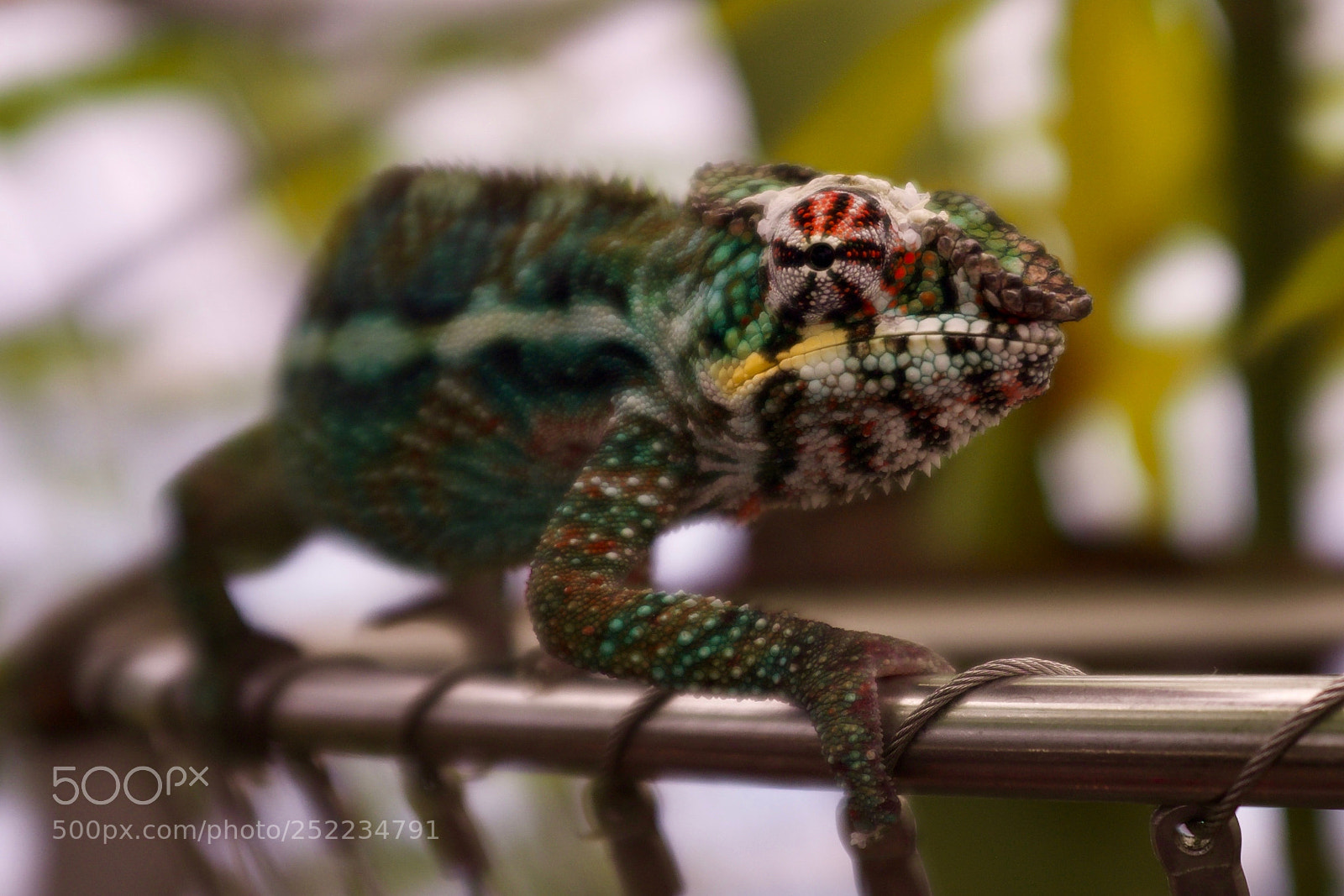 Fujifilm X100S sample photo. Chameleon is waiting for photography