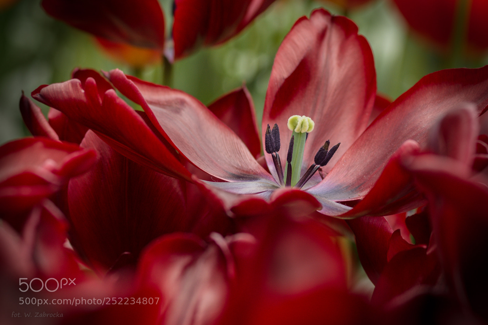Nikon D7200 sample photo. Full-blown photography