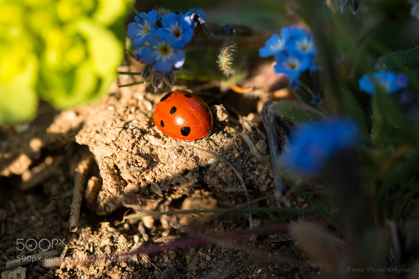 Nikon D7200 sample photo. Ladybug in the sun photography