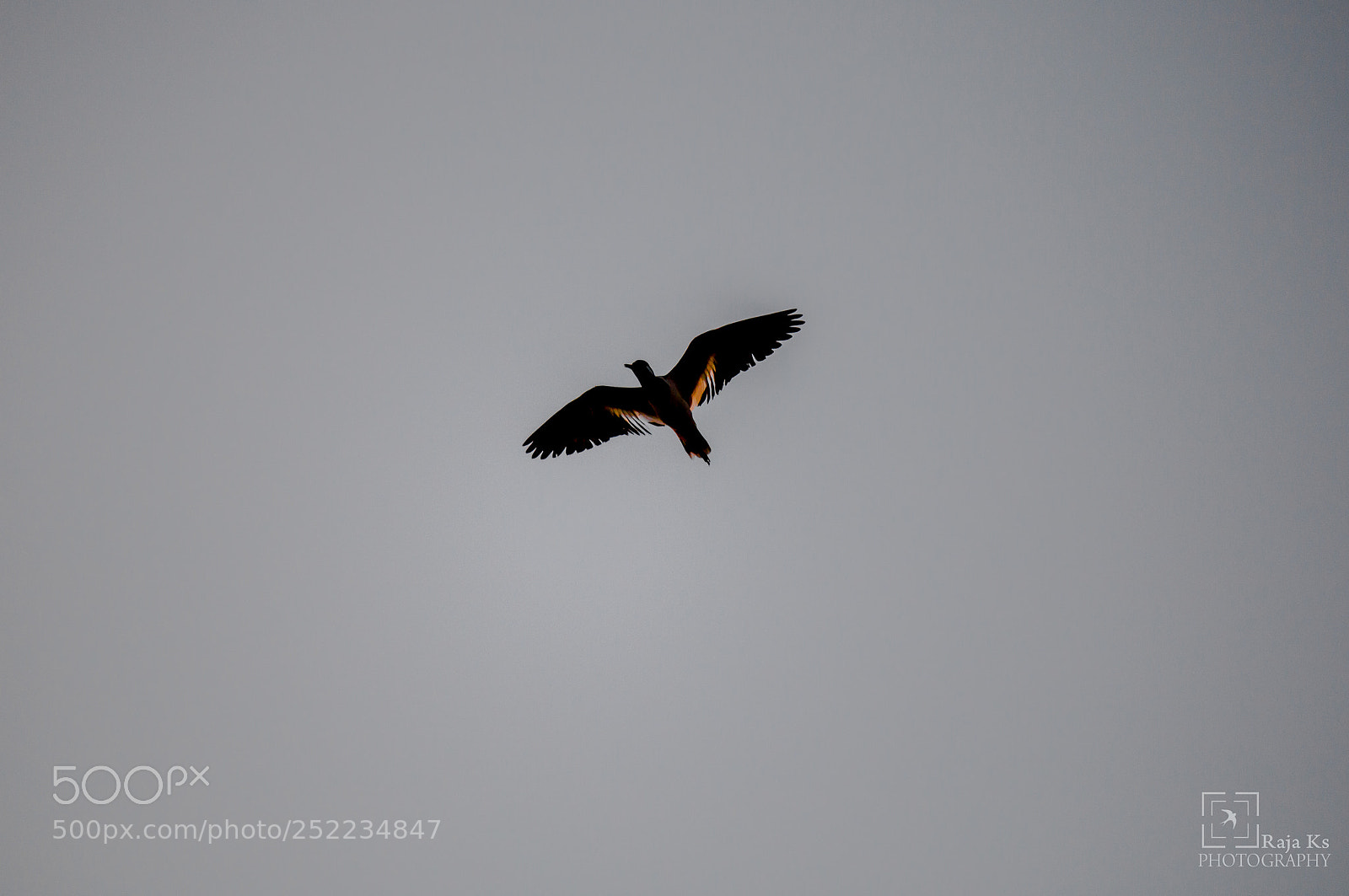 Canon EOS 70D sample photo. Red wattled lapwing photography