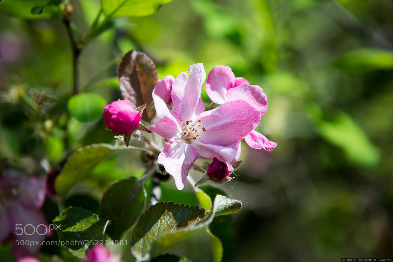 Nikon D800 sample photo. Spring photography