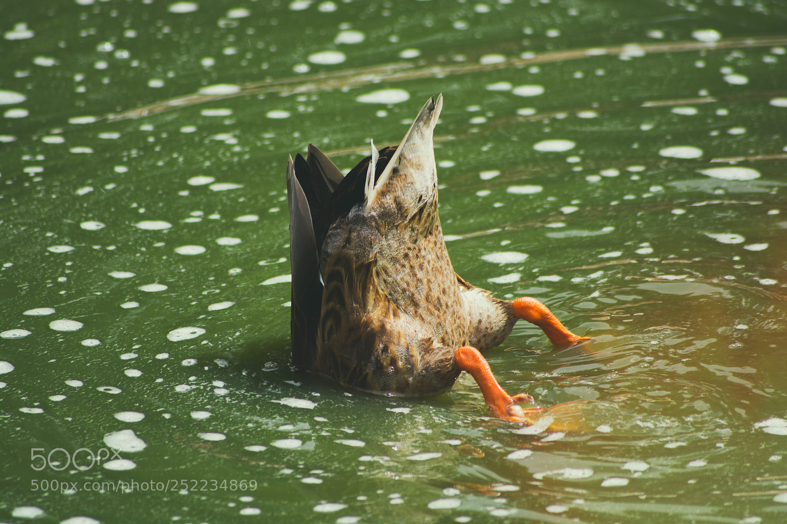 Nikon D5200 sample photo. Duck photography