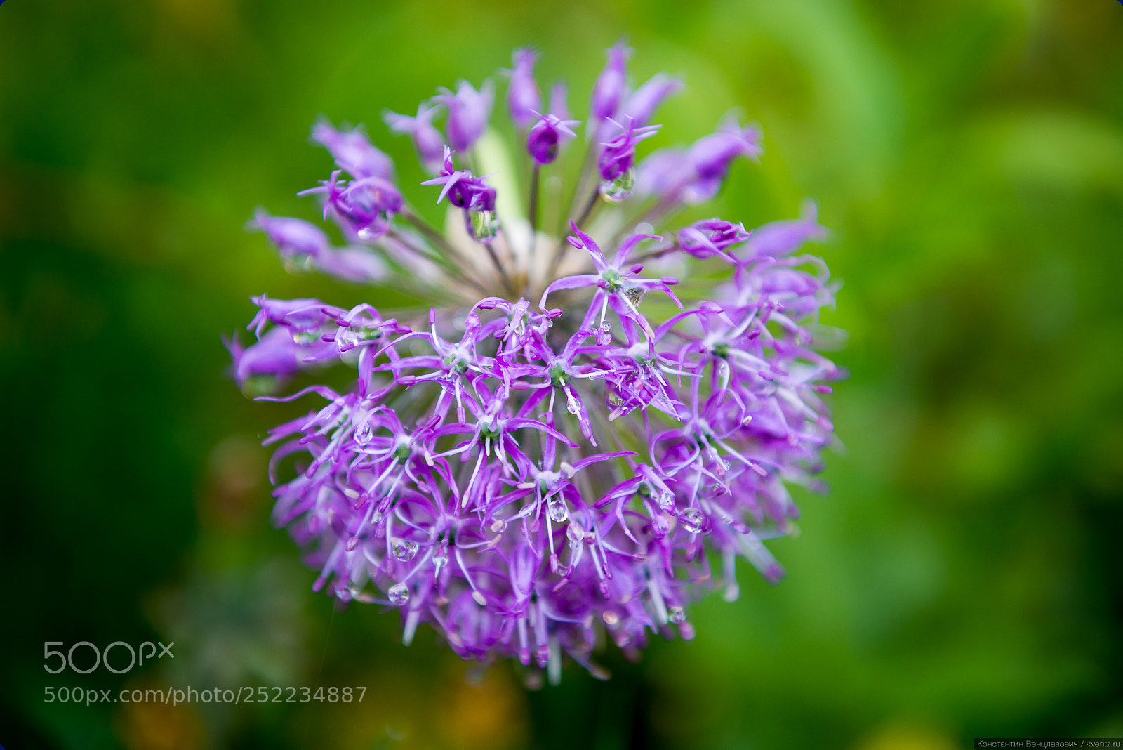 Nikon D800 sample photo. Blooming bow or allium photography